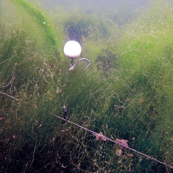 The Chod Rig under the microscope