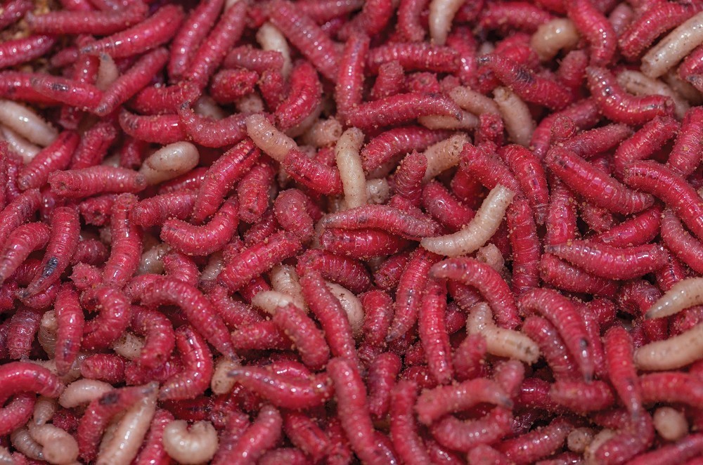 How to make the most of maggots