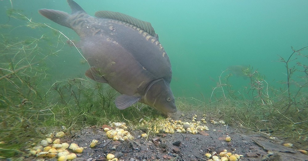 How carp behave beneath the surface