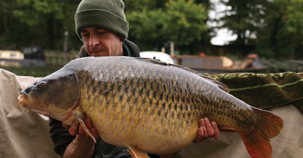 Do big beds of carp food work?