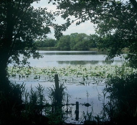  The incredible Mangrove