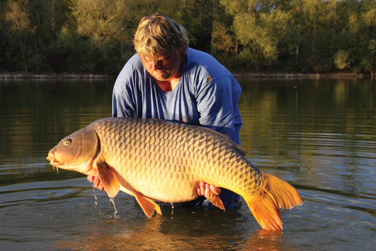 Examining the scale of the world record common carp