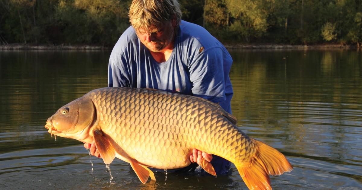 Examining the scale of the world record common carp