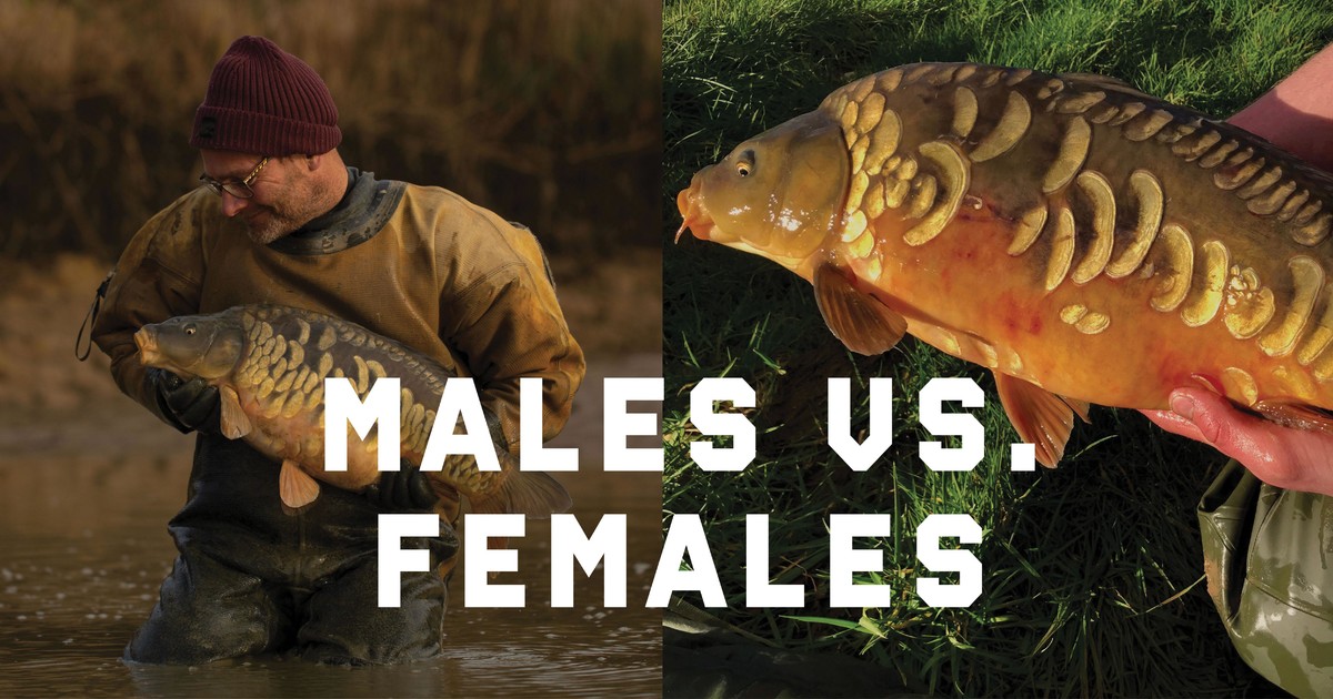 Males vs. Females