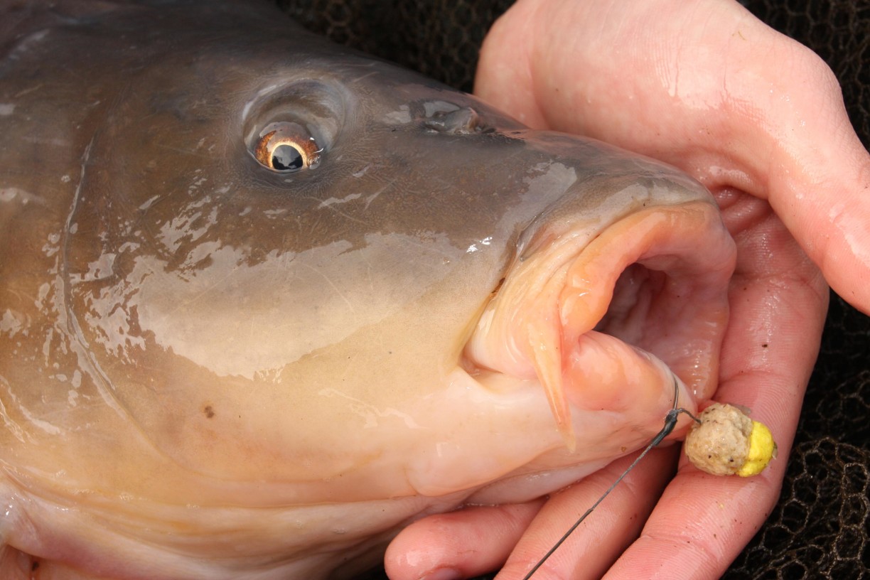 HOW TO UNHOOK A CARP CORRECTLY