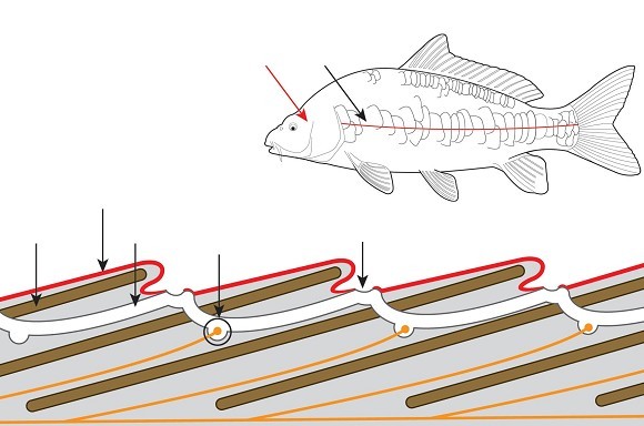 Inside a carp