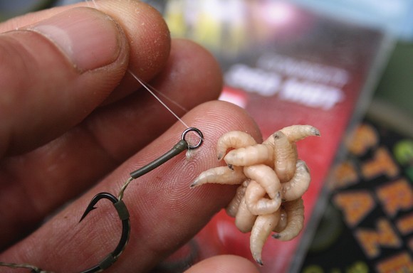 Nigel Sharp on maggot fishing