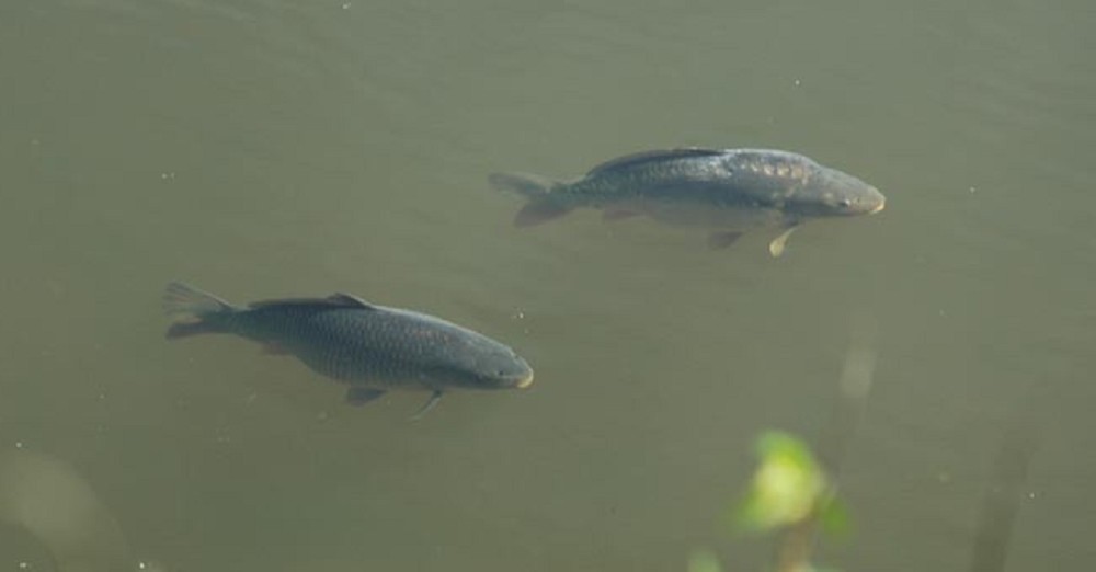 How to use the wind to your advantage when floater fishing