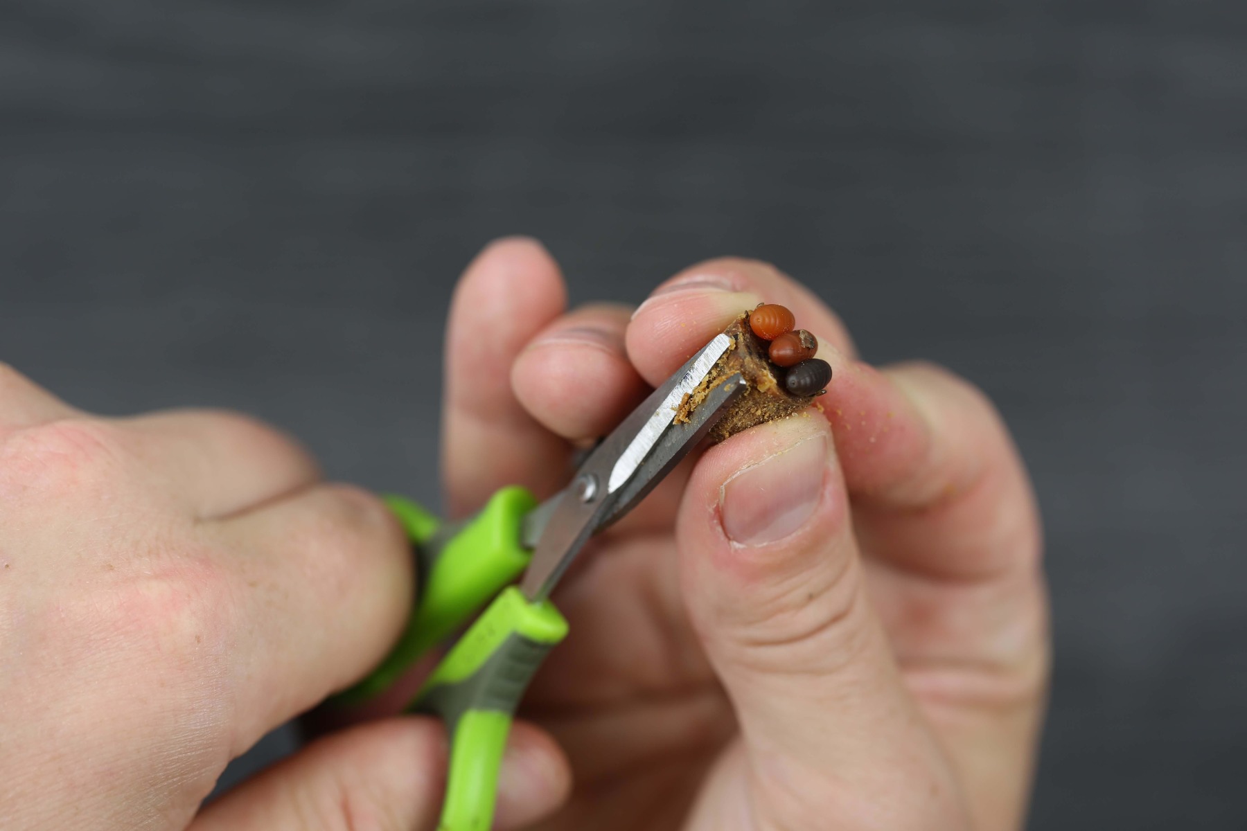 11. Trim the hookbait down so it’s equal on all sides and is nicely balanced.