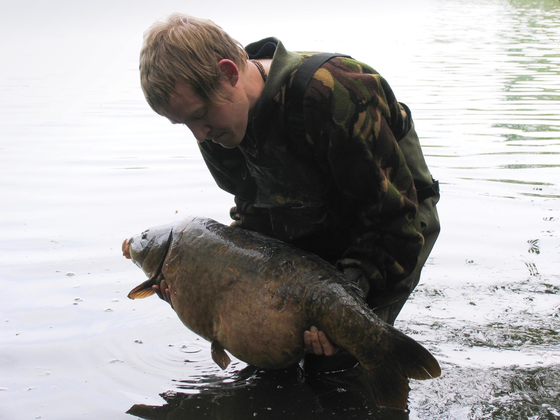 Burghfield was a hugely demanding place in terms of tackle requirements and any inferior components were quickly exposed! The biggest surviving original during my time on the lake, Double Stomach about to be released
