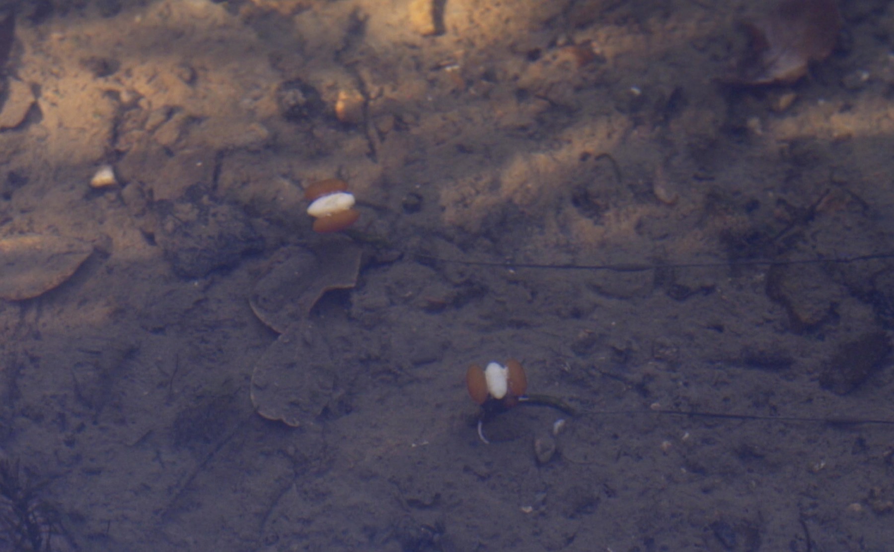 7. And this is how they look in the water