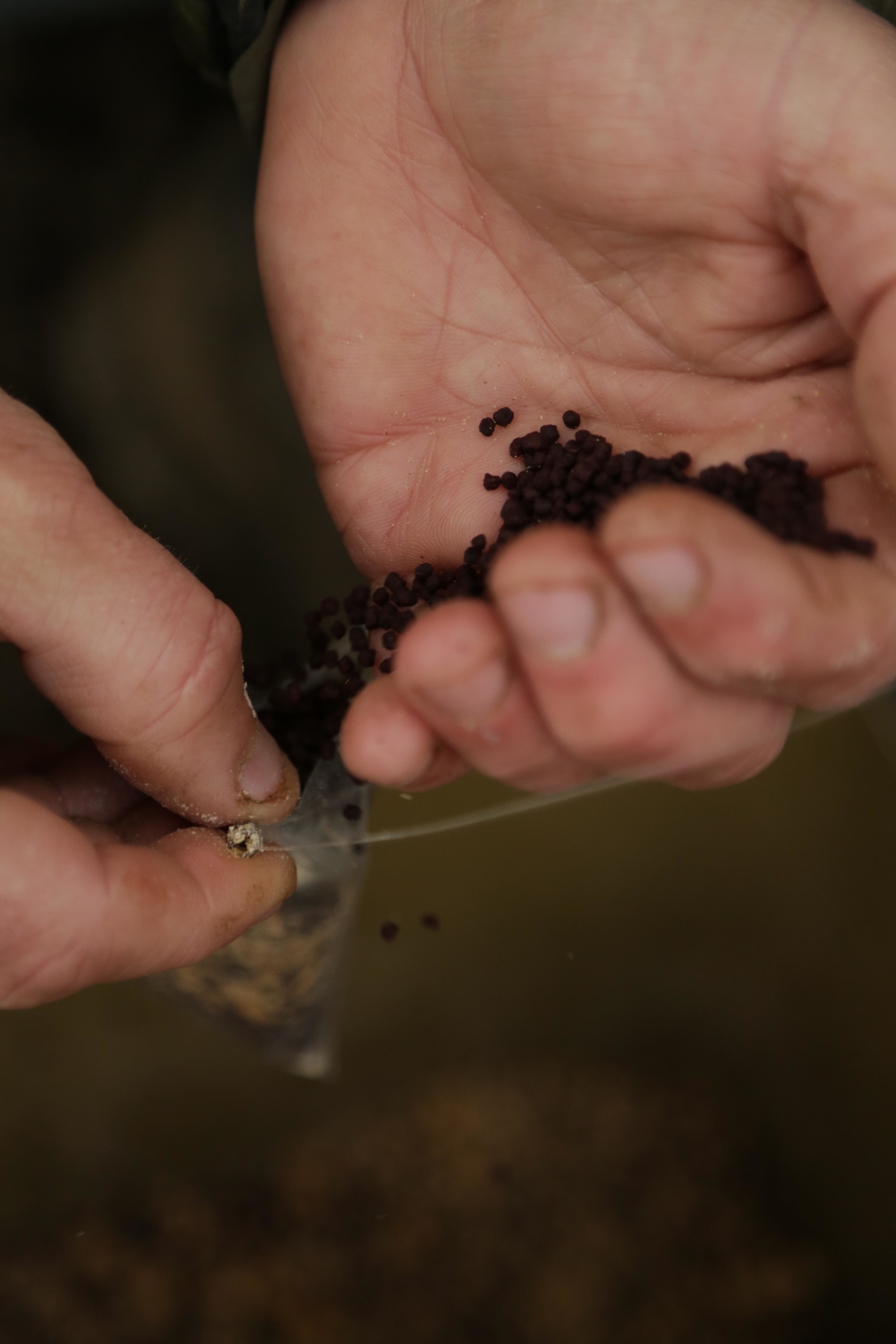 4. Followed by some more Bloodworm Pellets. 