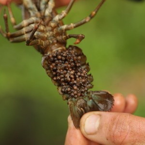 Lakes with crayfish can be a real problem for hookbait presentations