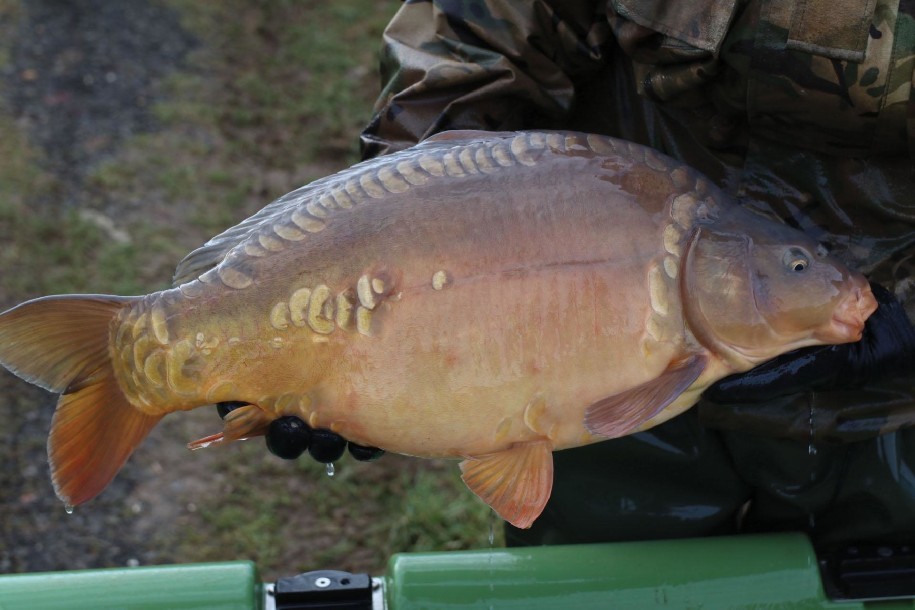 A super stunning, chunky Dink strain