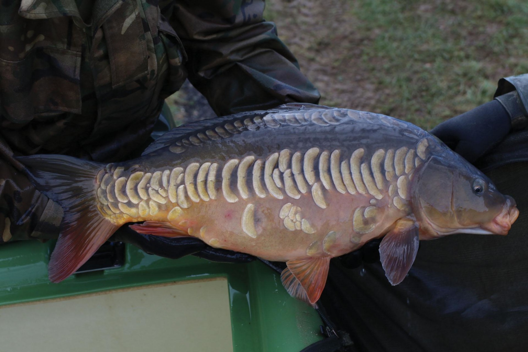 A proper classic old Leney carp!