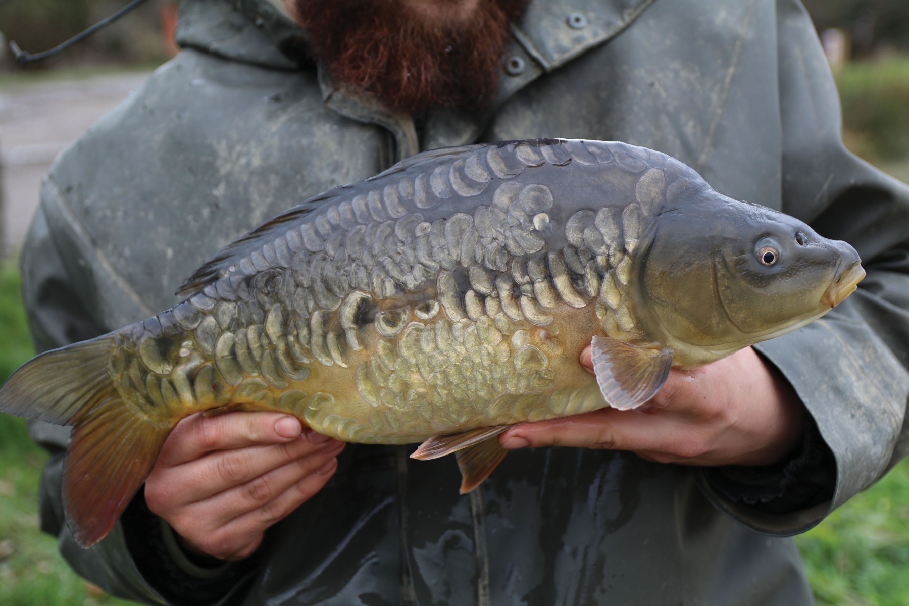 Leney and Sutton strains both seem to be more hook-shy, BUT I can think of several amazingly tricky big Dink that very rarely slip up!