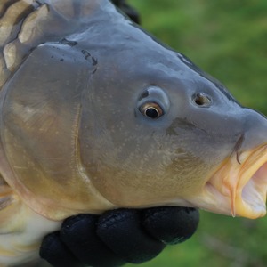 By having relatively large eyes positioned either side of their skull they are able to see a wide area around their bodies