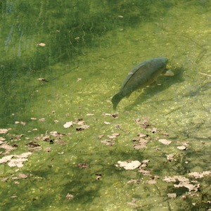 In crystal clear water, in bright sunshine, it is likely that the carp can see in great detail and in a wide range of colours