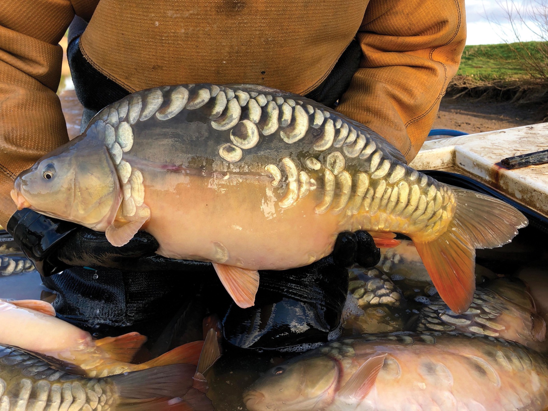 These were referred to as mirror carp! 
