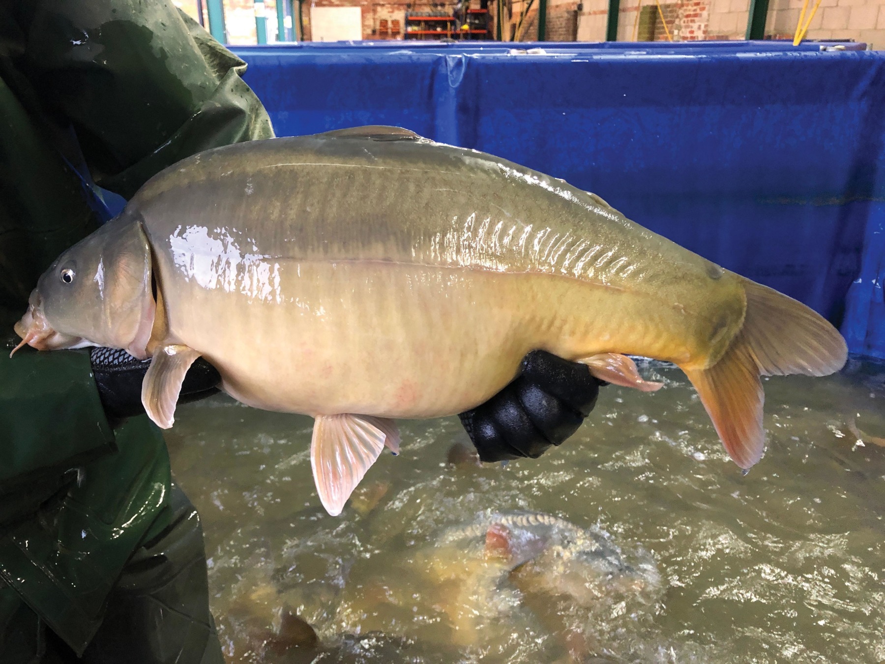 At VS Fisheries we do produce some leather carp every year because we are aware that they are popular with anglers and fishery owners alike 